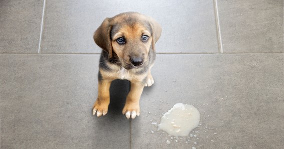 When Should You Be Concerned About a Dog Throwing Up?