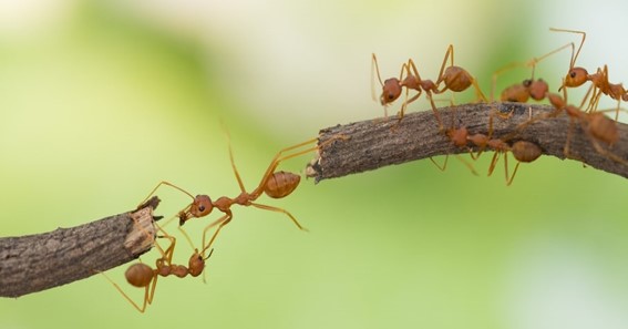 Three Kinds of Ants and the Issues They Bring to Your Home
