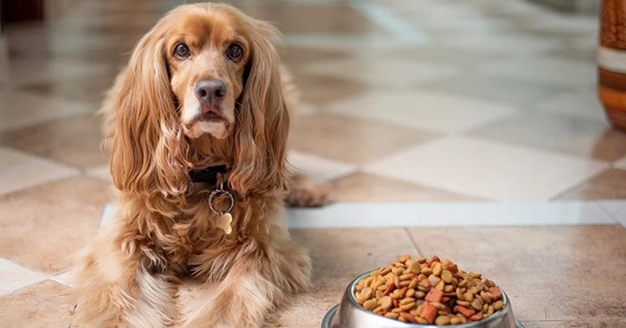 Foods That You May /May Not Give to Your Dogs