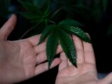 Cannabis Trends for 2022