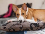 5 Best Dog Breeds For Small Apartments