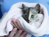 5 Common Health Ailments In Cats