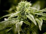 How To Get Medical Marijuana In Utah
