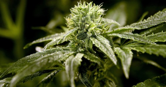 How To Get Medical Marijuana In Utah
