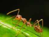 5 Tips to Keep Ants Away From Pet