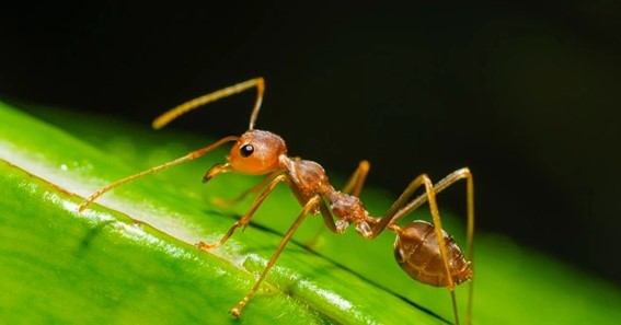 5 Tips to Keep Ants Away From Pet