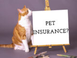 Your Guide To Understanding Pet Insurance